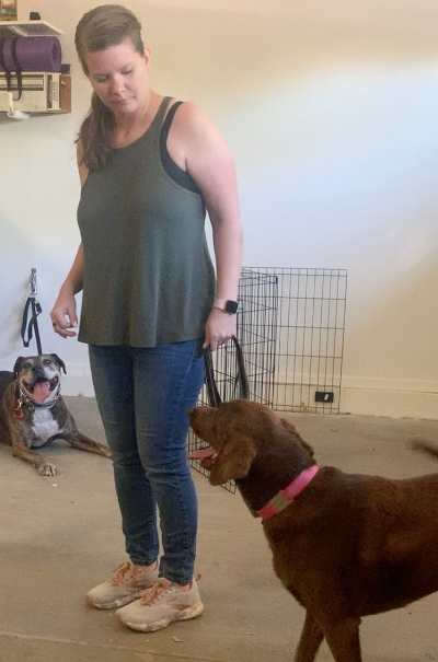 Two dogs in training